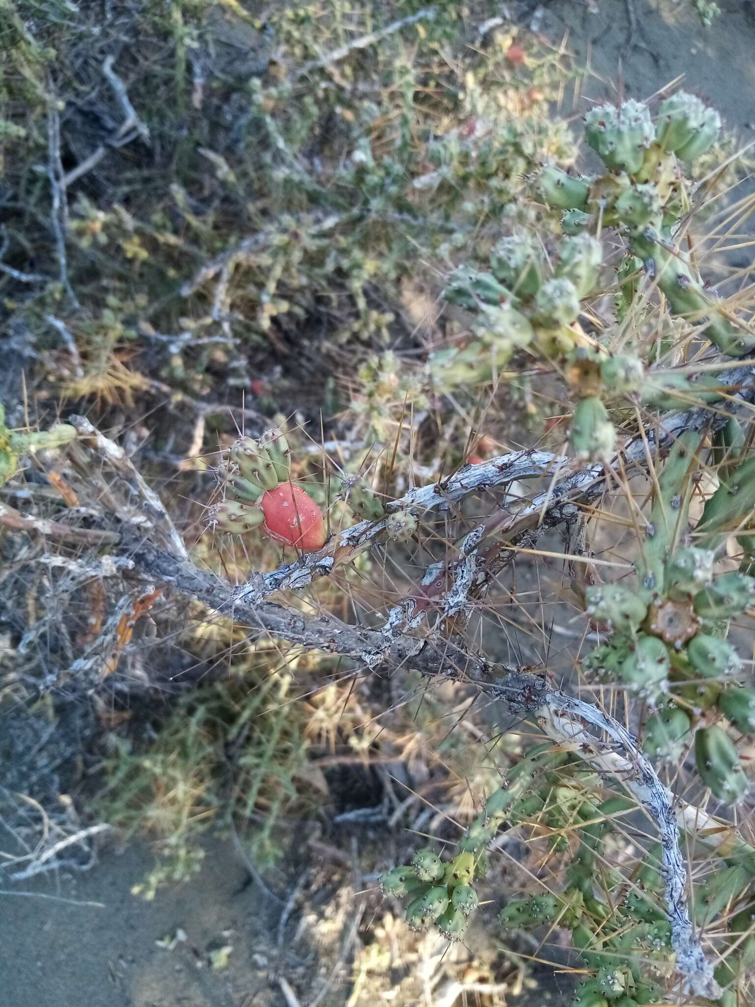 Image de Cylindropuntia caribaea (Britton & Rose) F. M. Knuth