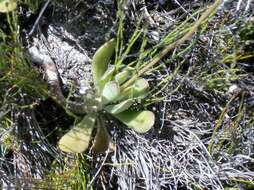 Image of Adromischus caryophyllaceus (Burm. fil.) Lem.