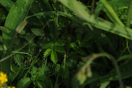 Image of Agrimony