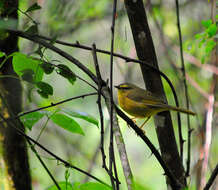 Image of Pale-legged Warbler