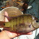 Image of Pantano cichlid