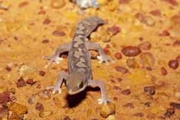 Image of Fine-faced Gecko