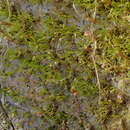 Image of brachydontium moss