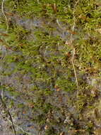 Image of brachydontium moss