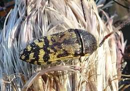 Image of Acmaeodera mixta Le Conte 1860