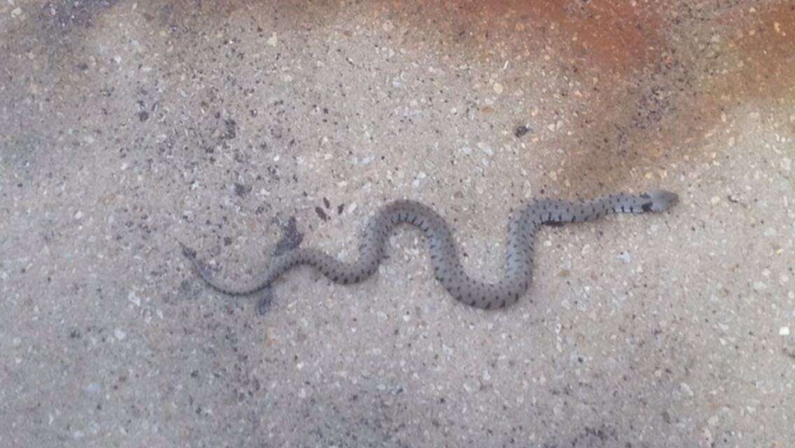 Image of Grass Snake