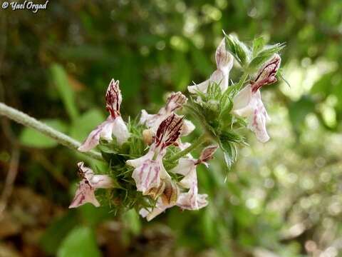 Image of Stachys distans Benth.