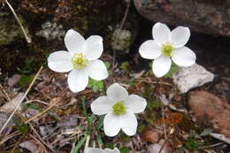 Anemone parviflora Michx. resmi