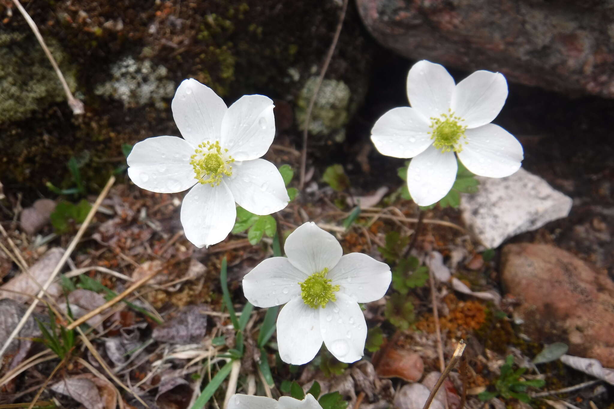 Anemone parviflora Michx. resmi