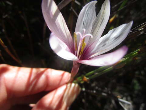 Image of Geissorhiza fourcadei (L. Bolus) G. J. Lewis