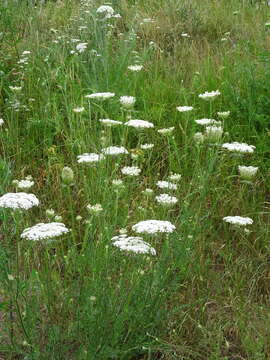 Image of Queen Anne's lace