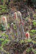 Imagem de Cleistocactus hyalacanthus (K. Schum.) Rol.-Goss.