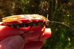 Image of Tragocerus lepidopterus (Schreibers 1802)