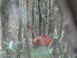 Image of East African Red Duiker