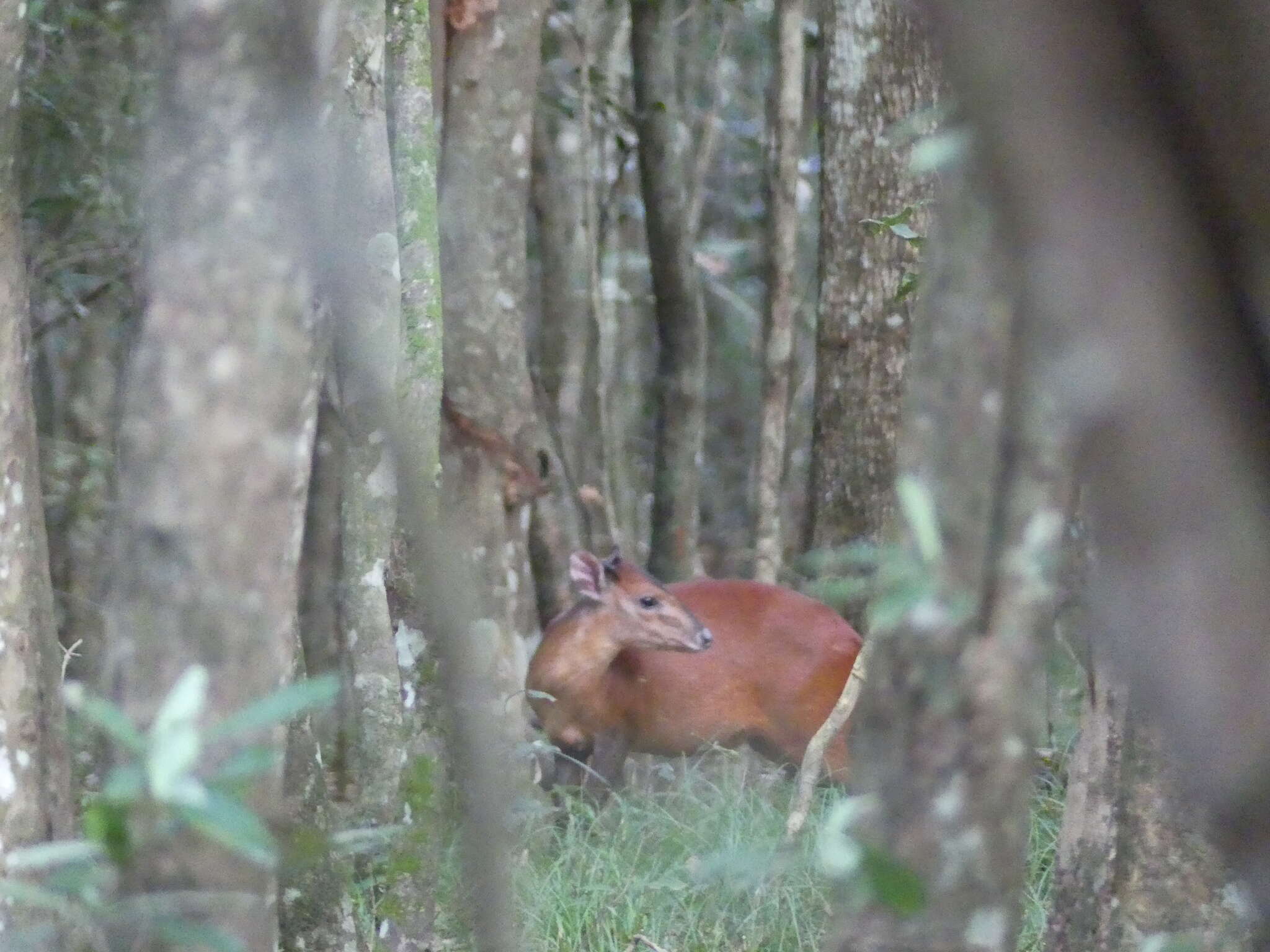 Image of East African Red Duiker