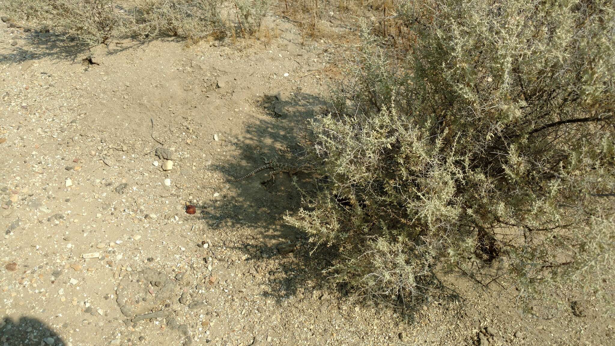 Image of Bluntnose Leopard Lizard