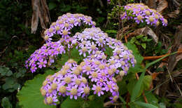 Image of Pericallis malvifolia (L'Hér.) B. Nord.