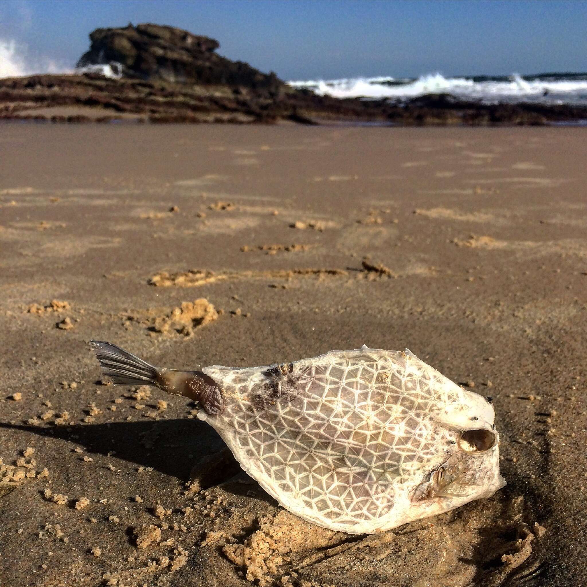 Image of Smallspine turretfish