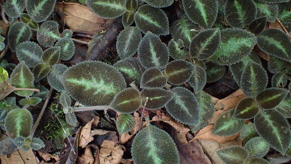 Image of Episcia lilacina Hanst.