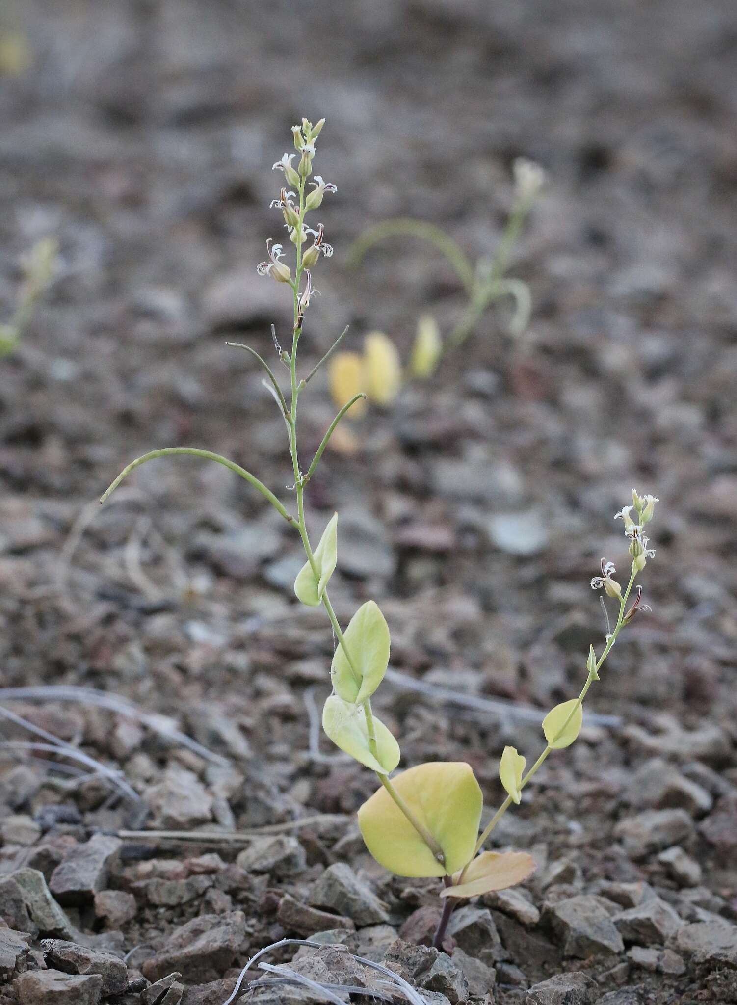 Image de Streptanthus drepanoides Kruckeb. & J. L. Morrison