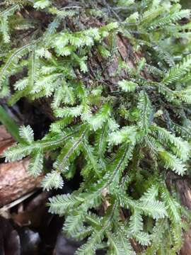 Image of Plagiochila trispicata Colenso