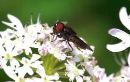 Sivun Chrysogaster cemiteriorum (Linnaeus 1758) kuva