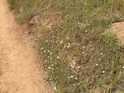 Image of largeflower linanthus