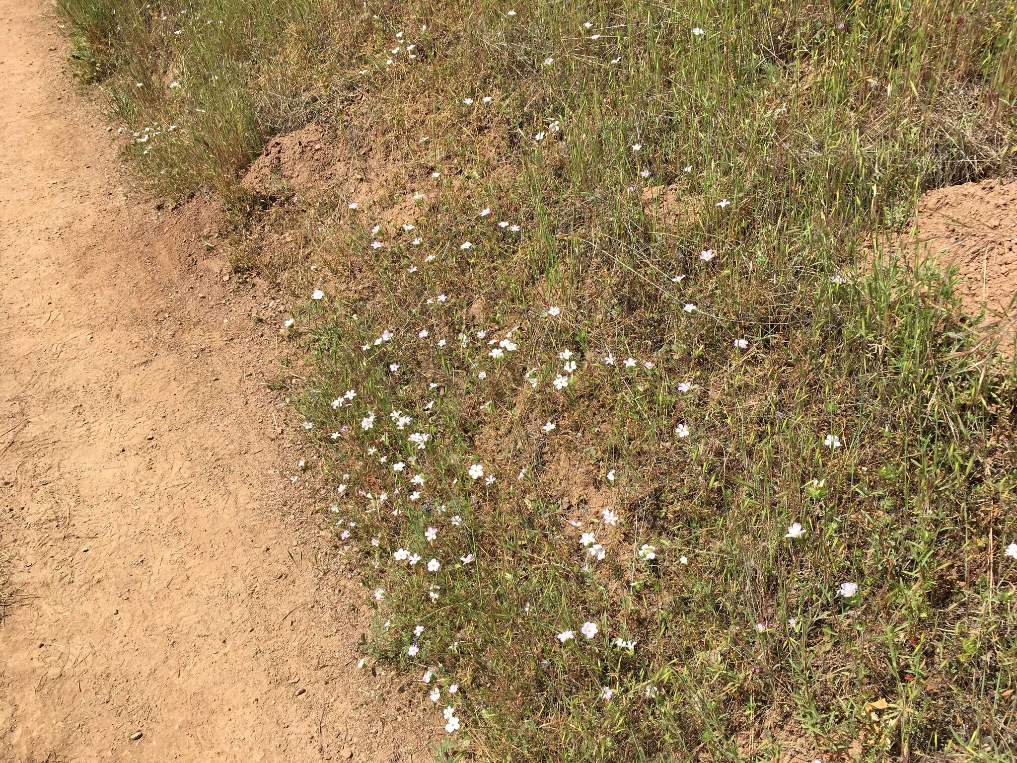 Image of largeflower linanthus