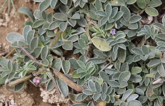 Sivun Tephrosia purpurea subsp. canescens (E. Mey.) Brummitt kuva