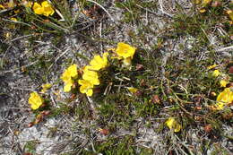 Image of Hibbertia procumbens (Labill.) DC.