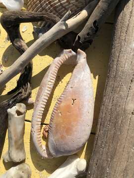 Image of Atlantic deer cowrie