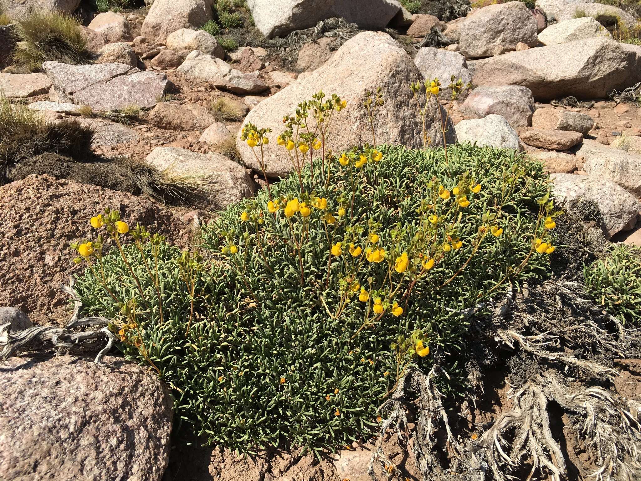 Image of Calceolaria pinifolia Cav.