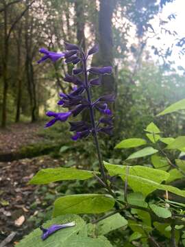 Image de Salvia concolor Lamb. ex Benth.