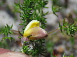 Image of Aspalathus retroflexa subsp. retroflexa