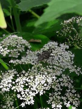 Image of Blackspotted Pliers Support Beetle