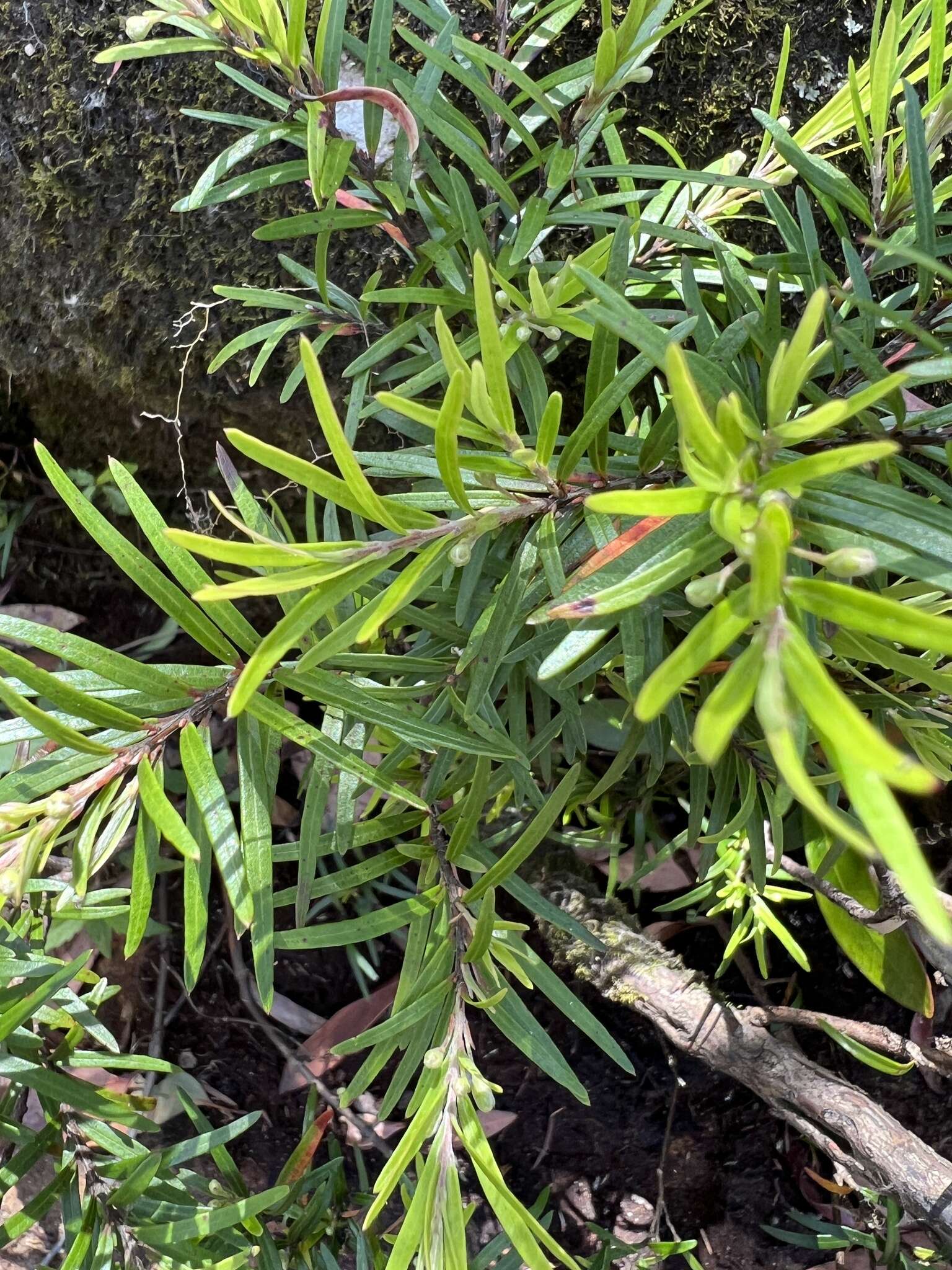 Image of Austromyrtus tenuifolia (Sm.) Burret