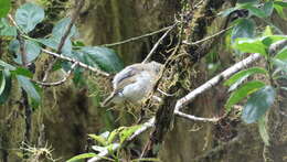 Image of warbler-finch