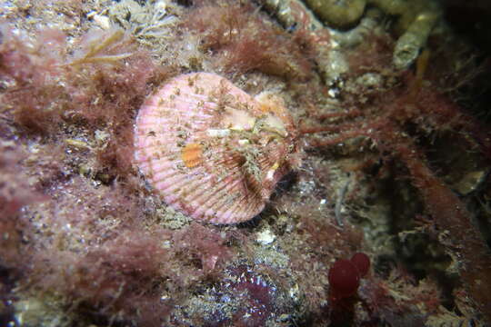 Image of Pacific pink scallop