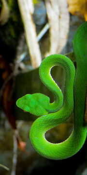 Image of Trimeresurus sabahi Regenass & Kramer 1981