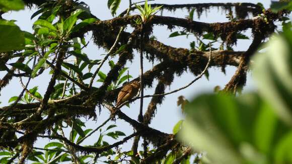 Image of Rufous Mourner