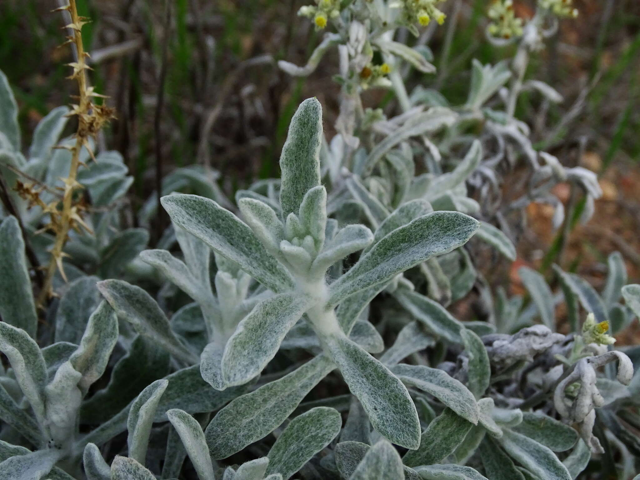 Image de Pseudognaphalium microcephalum (Nutt.) A. A. Anderberg