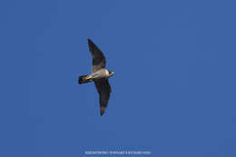 Image of Falco peregrinus macropus Swainson 1838