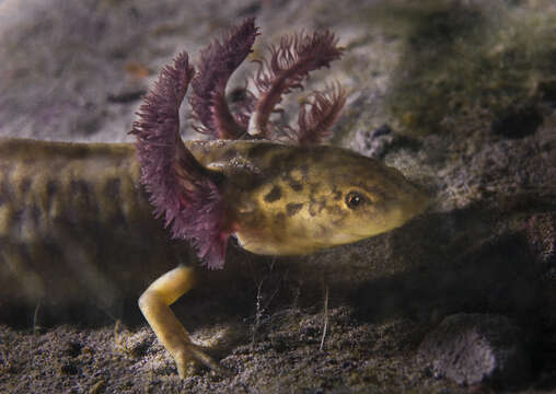 Image of Taylor's Salamander