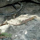 Image of Laurent's Whiptail