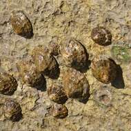 Image of Rustic Limpet