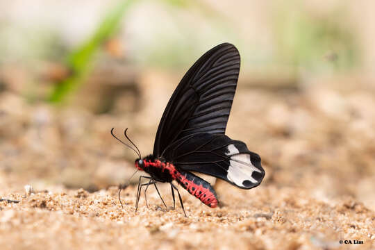 Image of Atrophaneura varuna (White 1842)