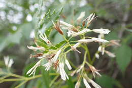 Image of fragrant ash