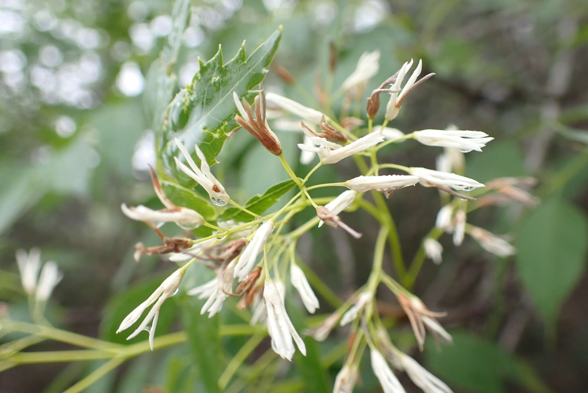 Image of fragrant ash