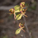 Image of Purple-veined spider orchid