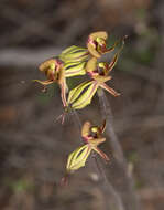 Image of Purple-veined spider orchid